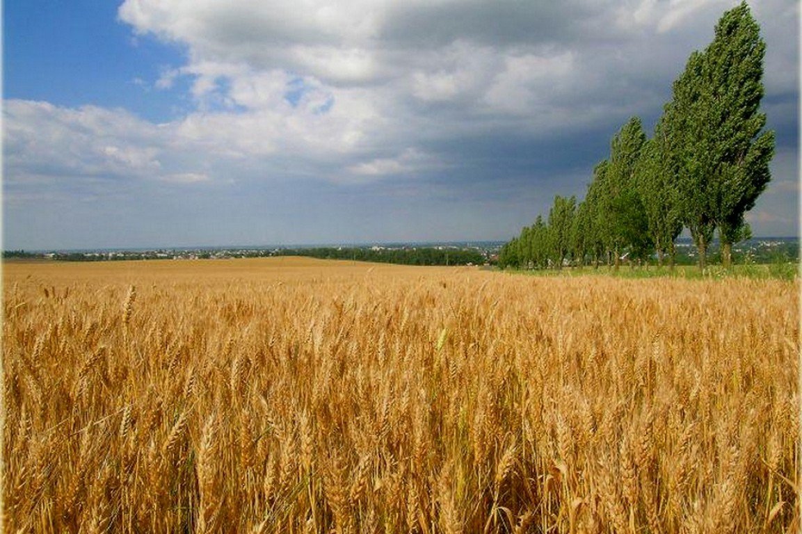 Картинки кубани и краснодарского края