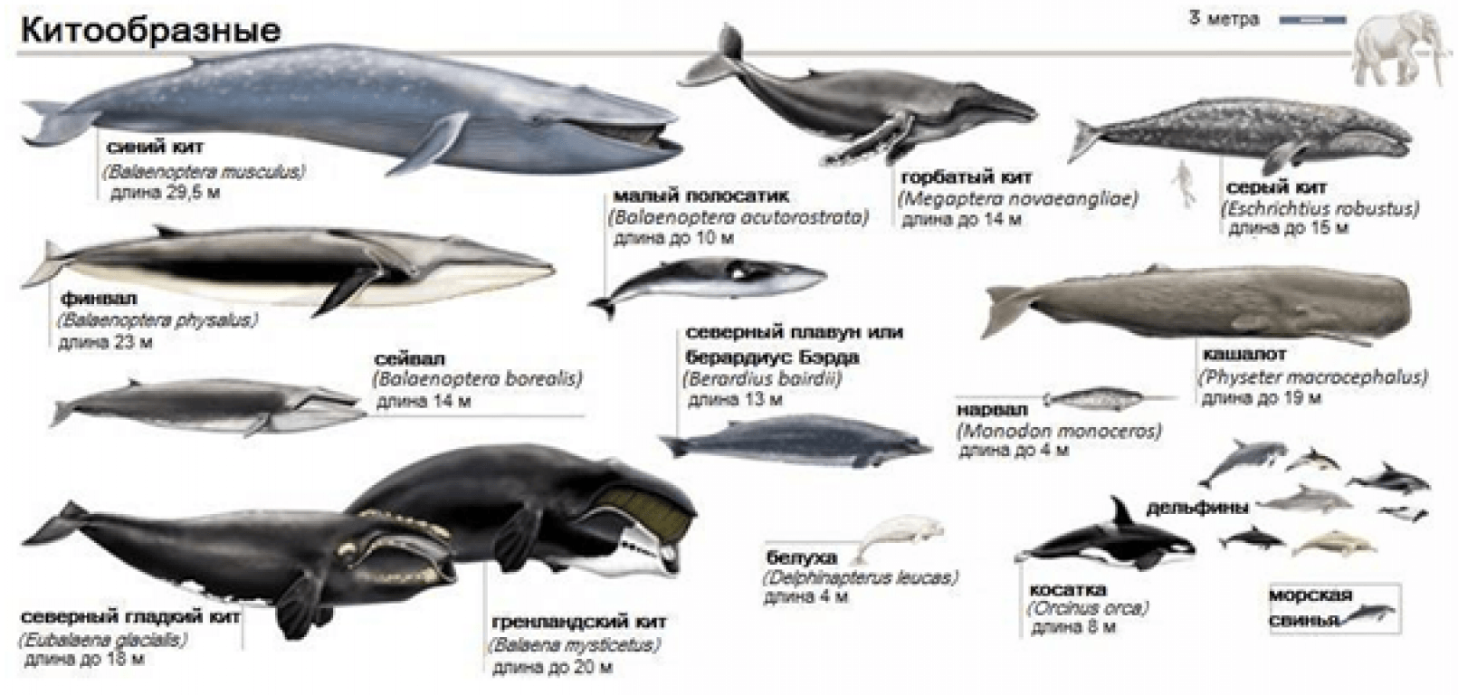 Классификация отряда китообразные