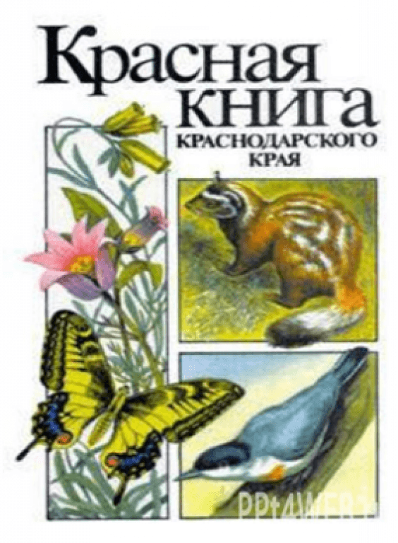 Красная книга краснодарского края. Красная книга Краснодарского края обложка. Красная книга Краснодарского края книга. Красная книга Краснодарского края книга 1994. Красная книга Краснодарского края картинки.