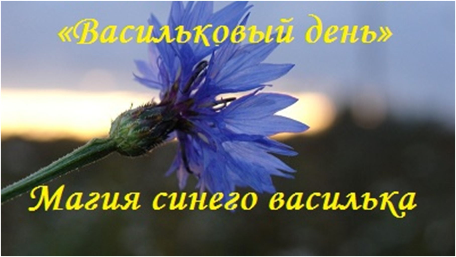 4 июнь какой. 4 Июня день Васильков. День василька 4 июня. Магия василька. Народные праздники 4 июня васильковый день.