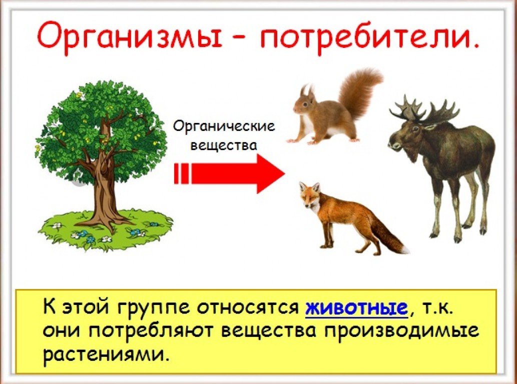 Животные используют вещества произведенные растениями они организмы. Великий круговорот жизни производители потребители Разрушители. Организмы потребители. Великий круговорот жизни. Организмы производители потребители и Разрушители.