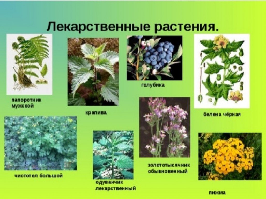 Лекарственное животное список. Травянистые растения леса лечебные. Лекарственные травы в лесу. Лекарственные растения в лесу. Лекартсвенныерастения.
