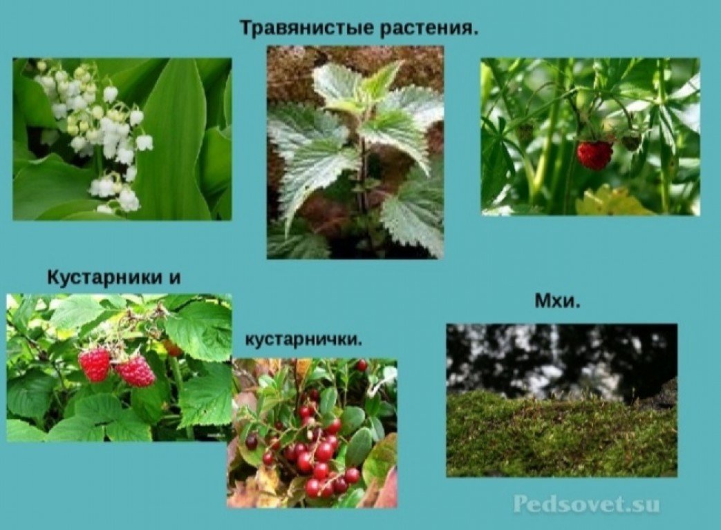 Мир растений 4 класс. Травянистые растения леса. Кустарники и кустарнички. Кустарнички и травянистые растения леса. Травы леса названия.