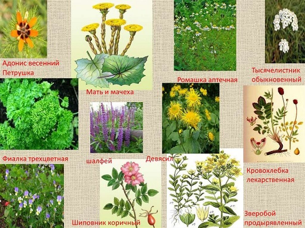 Каких только трав и цветов не. Лекарственные растения названия. Лекарственные растения описание. Лекарственные растения Краснодарского края. Лекарственные травы картинки.