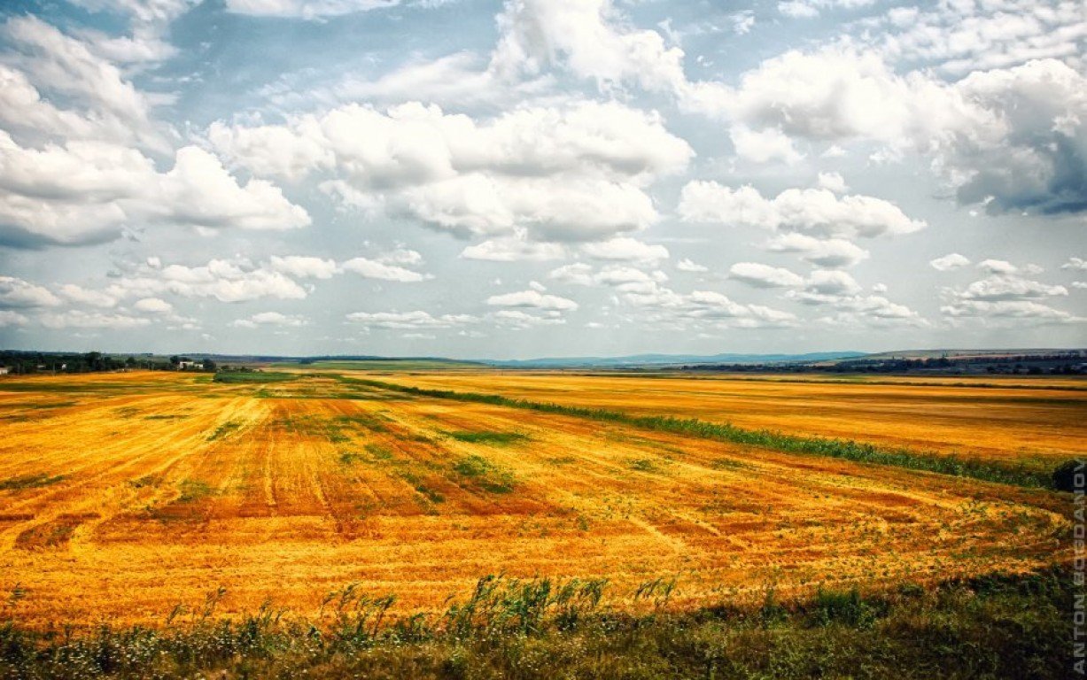 Поле краснодарского края фото. Кубанская степь Краснодарский край. Кубанские поля Краснодар. Пейзажи Краснодарского края Кубани. Степь поле Краснодар.