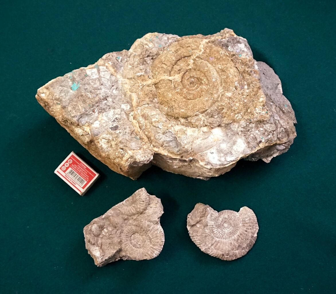 Аммониты из коллекции музея