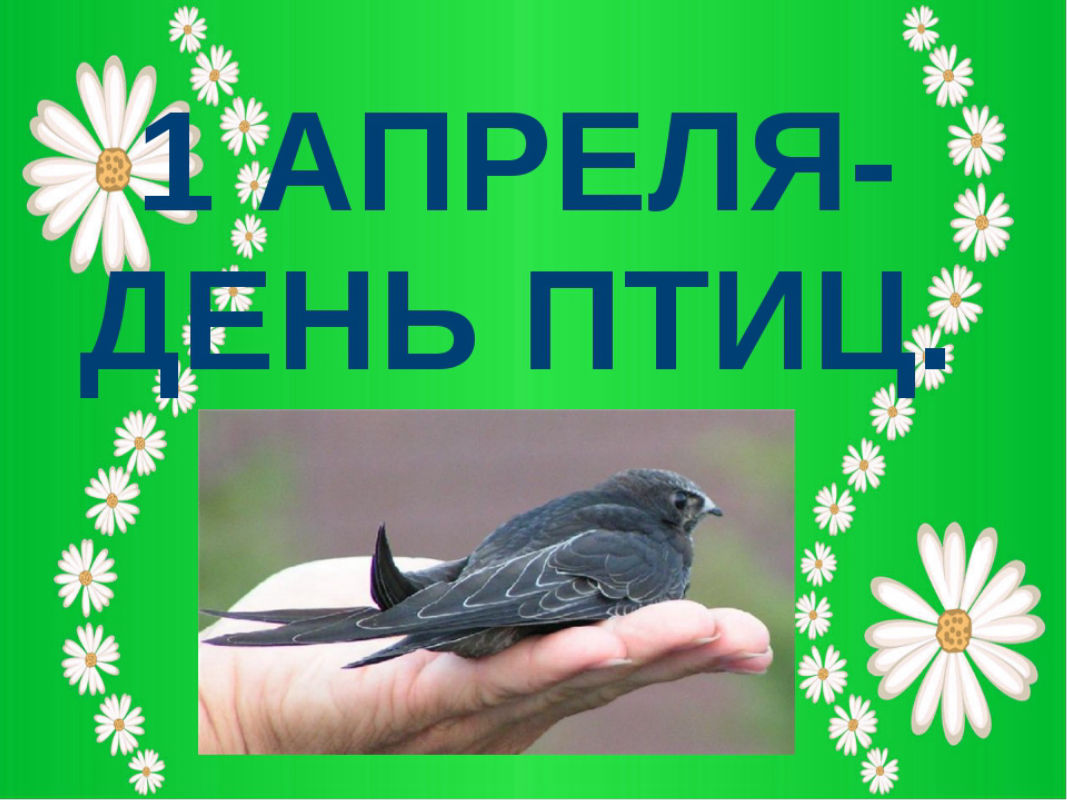 1 апреля международный день птиц в детском. День птиц. Денптицу. 1 Апреля день птиц. Апрель день птиц.