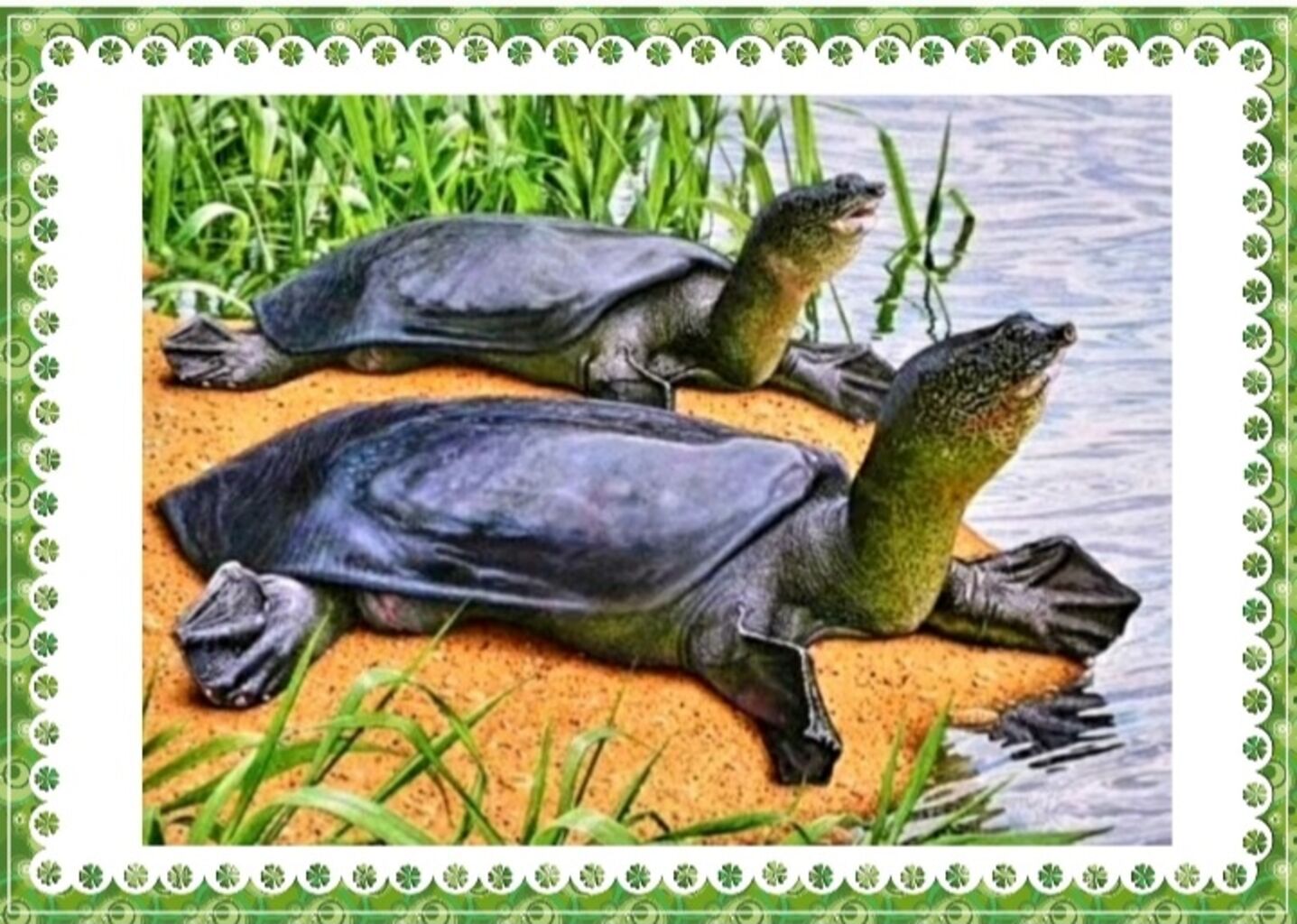 Гигантская мягкотелая черепаха реки Янцзы